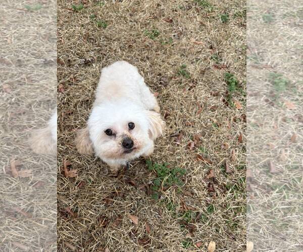 Medium Photo #3 Poodle (Toy) Puppy For Sale in Spring Lake, NC, USA