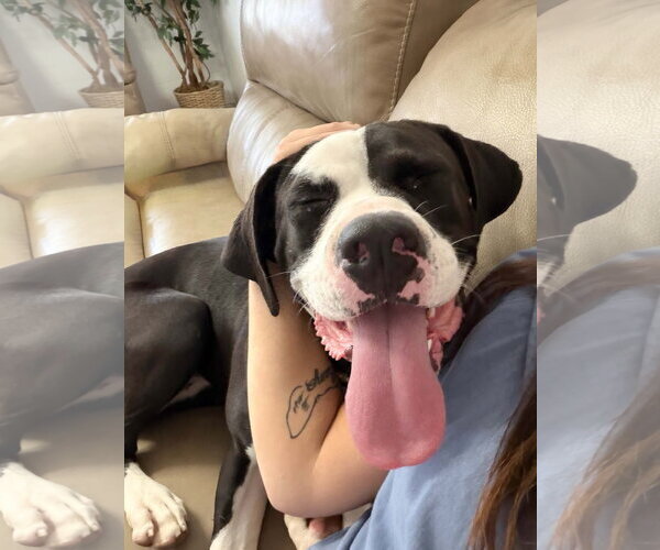 Medium Photo #2 American Pit Bull Terrier-Unknown Mix Puppy For Sale in Sandy, UT, USA
