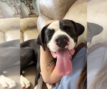 Small #1 American Pit Bull Terrier Mix