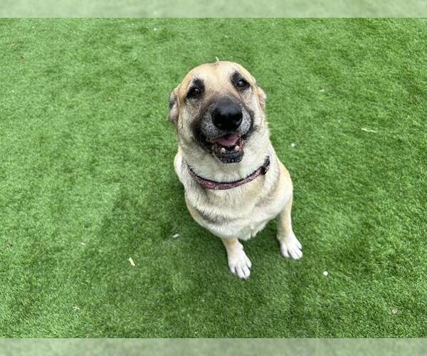 Medium Photo #2 German Shepherd Dog-Unknown Mix Puppy For Sale in Grand Prairie, TX, USA