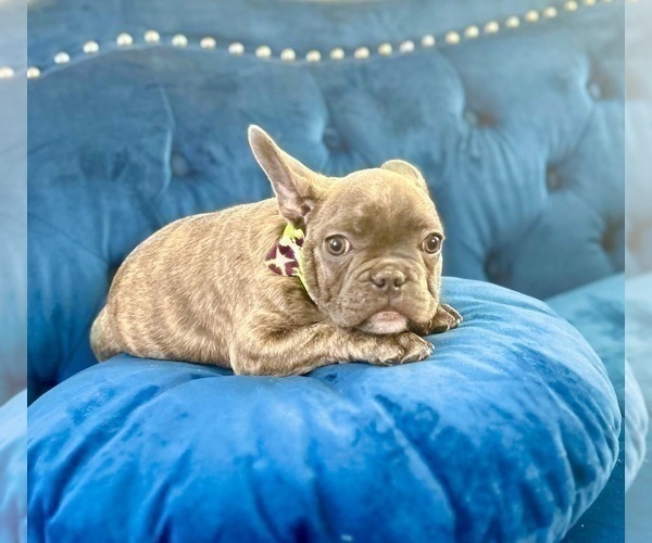 Medium Photo #5 French Bulldog Puppy For Sale in BAKERSFIELD, CA, USA
