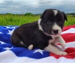 Puppy Giligan Border Collie