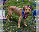 Small #1 Mutt