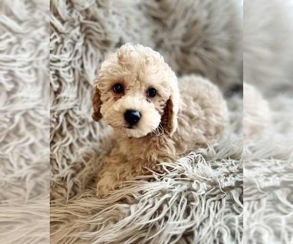 Medium Photo #8 Poodle (Miniature) Puppy For Sale in DUNDEE, OH, USA
