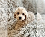 Small Photo #8 Poodle (Miniature) Puppy For Sale in DUNDEE, OH, USA