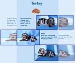 Puppy Turkey Dachshund