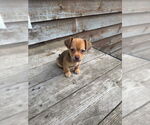 Small #2 Chihuahua Mix