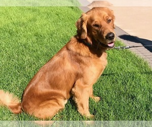 Father of the Golden Retriever puppies born on 07/28/2026