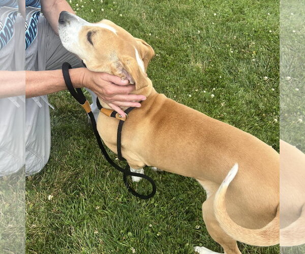Medium Photo #4 Labrador Retriever-Unknown Mix Puppy For Sale in Rootstown, OH, USA