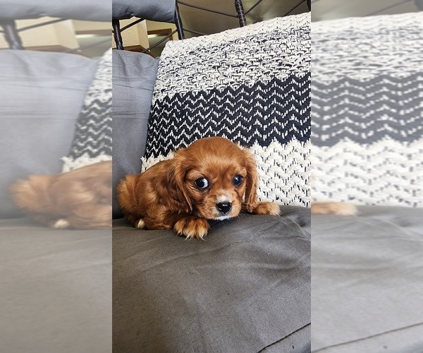 Medium Photo #8 Cavalier King Charles Spaniel Puppy For Sale in GREENWOOD, WI, USA