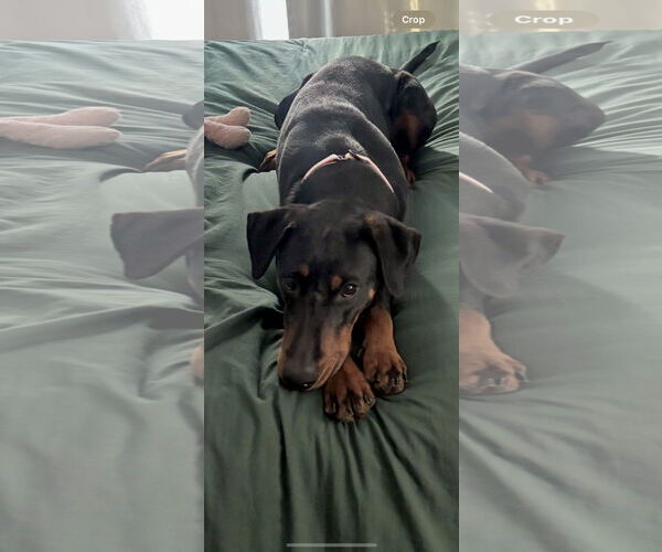 Medium Photo #6 Doberman Pinscher Puppy For Sale in St. Louis Park, MN, USA