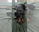 Small #5 Doberman Pinscher