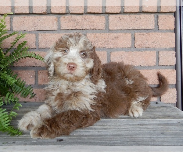 Medium Photo #7 Labradoodle Puppy For Sale in MILLERSBURG, OH, USA