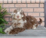 Small #6 Labradoodle