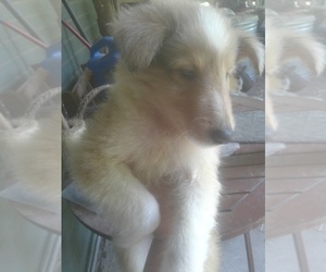 Collie Puppy for sale in LOBELVILLE, TN, USA