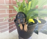 Small Photo #8 Doberman Pinscher Puppy For Sale in JACKSON CENTER, OH, USA