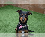 Small #2 Doberman Pinscher Mix
