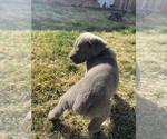 Puppy Puppy 7 Cane Corso