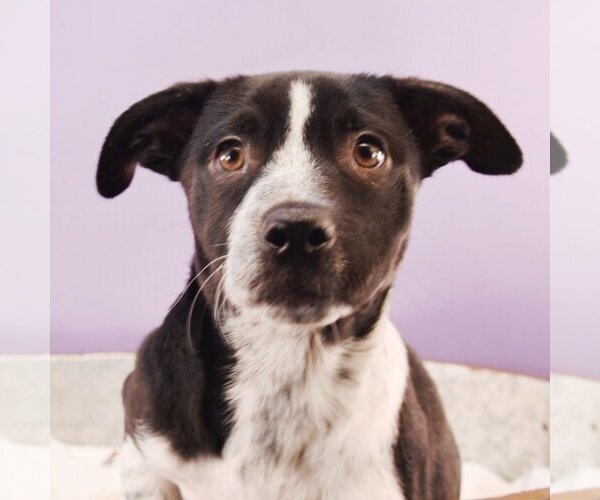 Medium Photo #3 Border Collie-Bulldog Mix Puppy For Sale in Sheridan, CO, USA