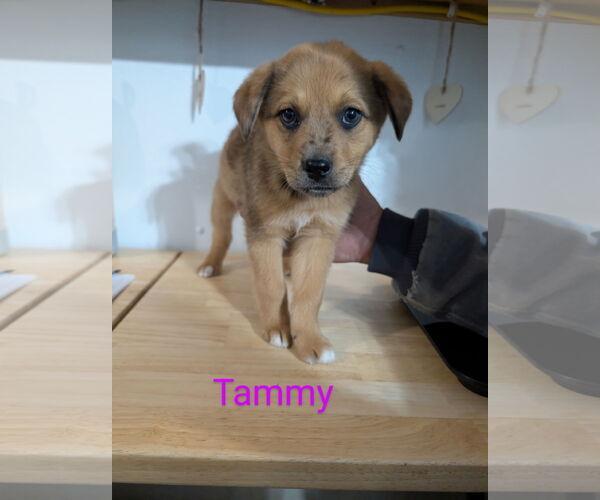 Medium Photo #1 Mutt Puppy For Sale in Chinook, MT, USA