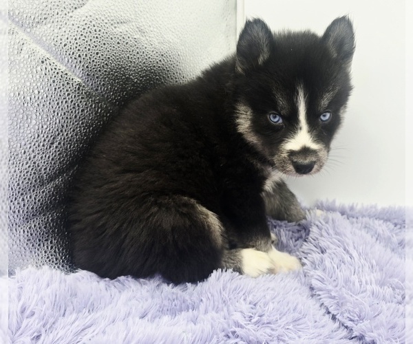Medium Photo #5 Siberian Husky Puppy For Sale in SANDY HOOK, KY, USA