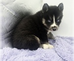 Small #4 Siberian Husky