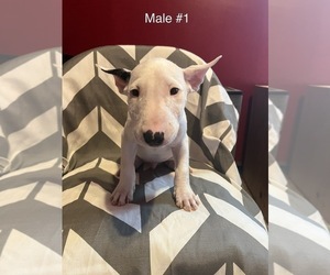 Bull Terrier Puppy for sale in EASTPOINTE, MI, USA