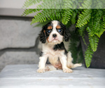 Puppy Birdie Cavalier King Charles Spaniel