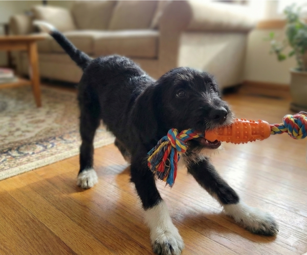 Medium Photo #4 Beagle-Poodle (Standard) Mix Puppy For Sale in Grovertown, IN, USA