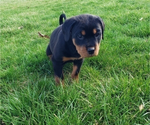 Medium Photo #6 Rottweiler Puppy For Sale in STEUBENVILLE, OH, USA