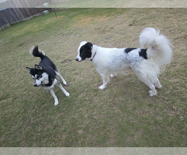 Medium Photo #6 Aussie Pyrenees Puppy For Sale in Houston, TX, USA