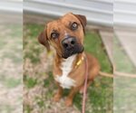 Small #11 Mutt