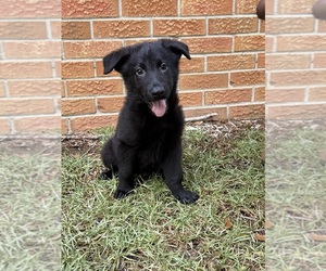 German Shepherd Dog Puppy for sale in DOTHAN, AL, USA