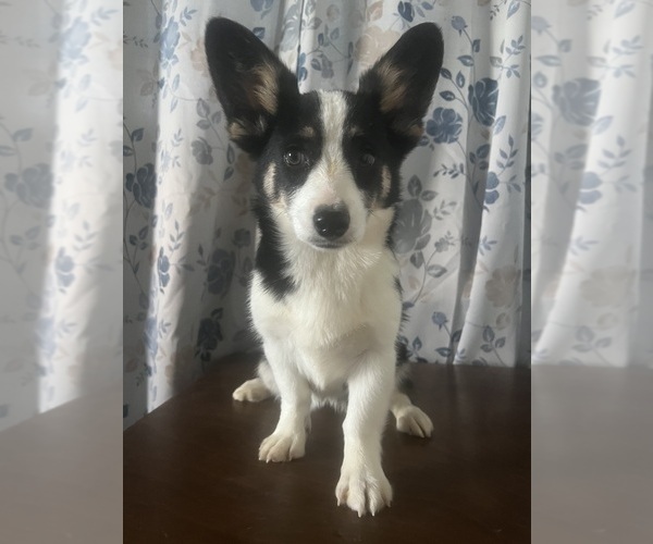 Medium Photo #53 Aussie-Corgi Puppy For Sale in DURHAM, CT, USA