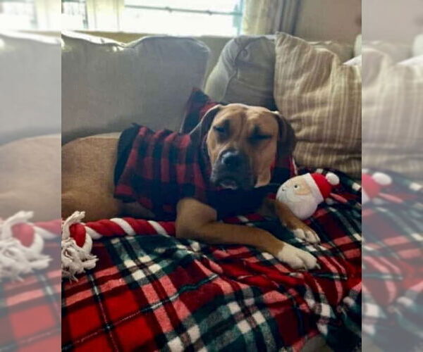 Medium Photo #24 Boxer-Unknown Mix Puppy For Sale in Germantown, OH, USA