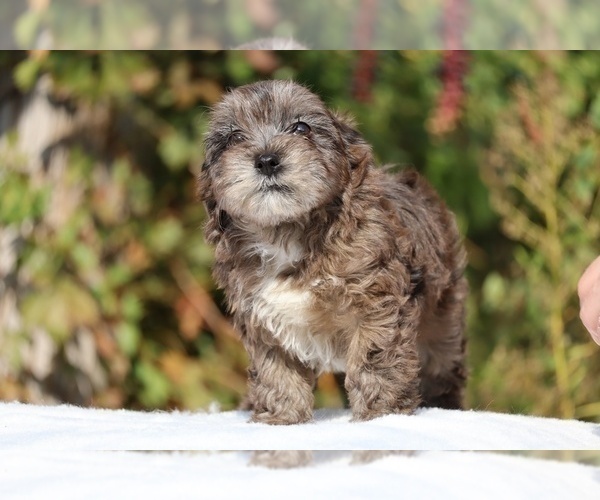 Medium Photo #37 ShihPoo Puppy For Sale in DYERSBURG, TN, USA