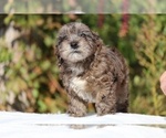 Small #36 ShihPoo
