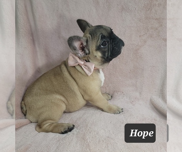 Medium Photo #4 French Bulldog Puppy For Sale in MINERAL WELLS, WV, USA