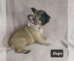 Small Photo #4 French Bulldog Puppy For Sale in MINERAL WELLS, WV, USA