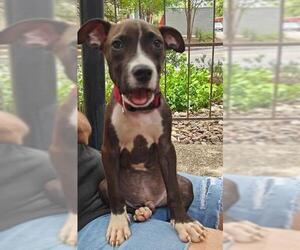 American Staffordshire Terrier-Unknown Mix Dogs for adoption in San Antonio, TX, USA