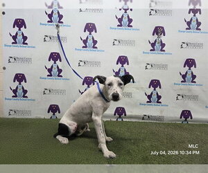 Mutt Dogs for adoption in Orlando, FL, USA
