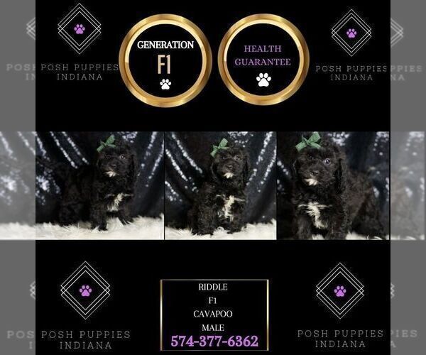 Medium Photo #2 Cavapoo Puppy For Sale in WARSAW, IN, USA