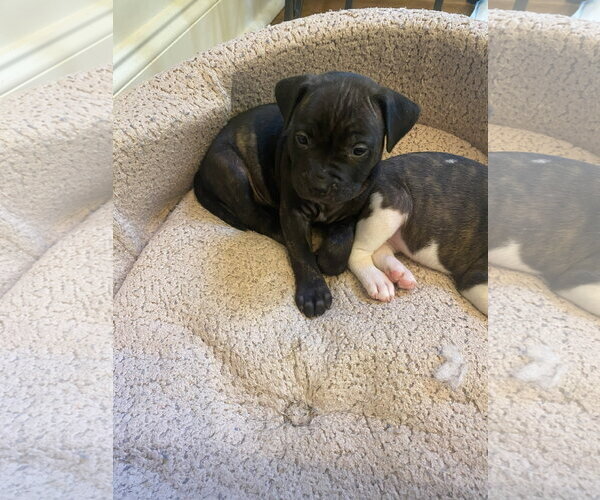 Medium Photo #4 American Staffordshire Terrier-Labrador Retriever Mix Puppy For Sale in Atlanta, GA, USA