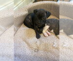 Small #3 American Staffordshire Terrier-Labrador Retriever Mix