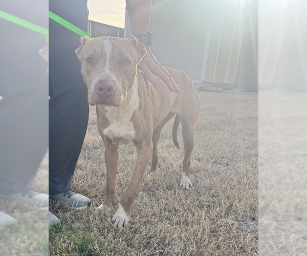 Medium Photo #8 American Pit Bull Terrier-Unknown Mix Puppy For Sale in McKinney, TX, USA