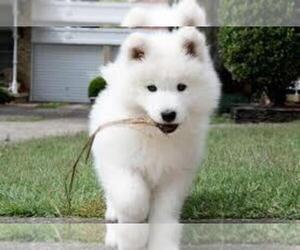 Samoyed Dogs for adoption in CHEVERLY, MD, USA