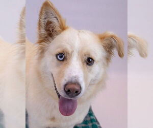 Medium Basset Hound-Huskies  Mix