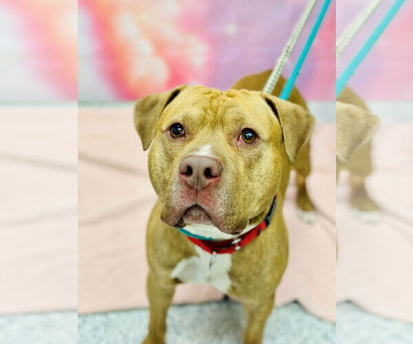 Medium Photo #3 Mutt Puppy For Sale in Manahawkin, NJ, USA