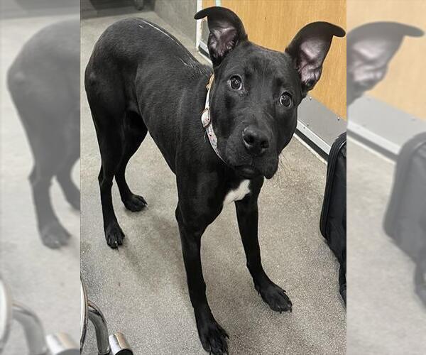 Medium Photo #1 Labrador Retriever-Unknown Mix Puppy For Sale in Forestville, MD, USA