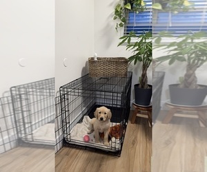 Golden Retriever Puppy for Sale in LOS ANGELES, California USA
